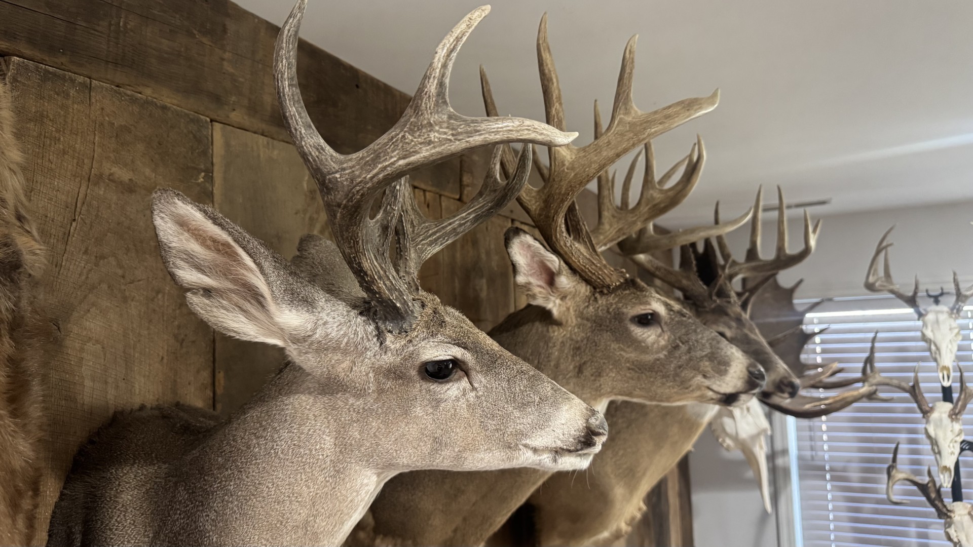 Things Your Taxidermist Wishes You Knew