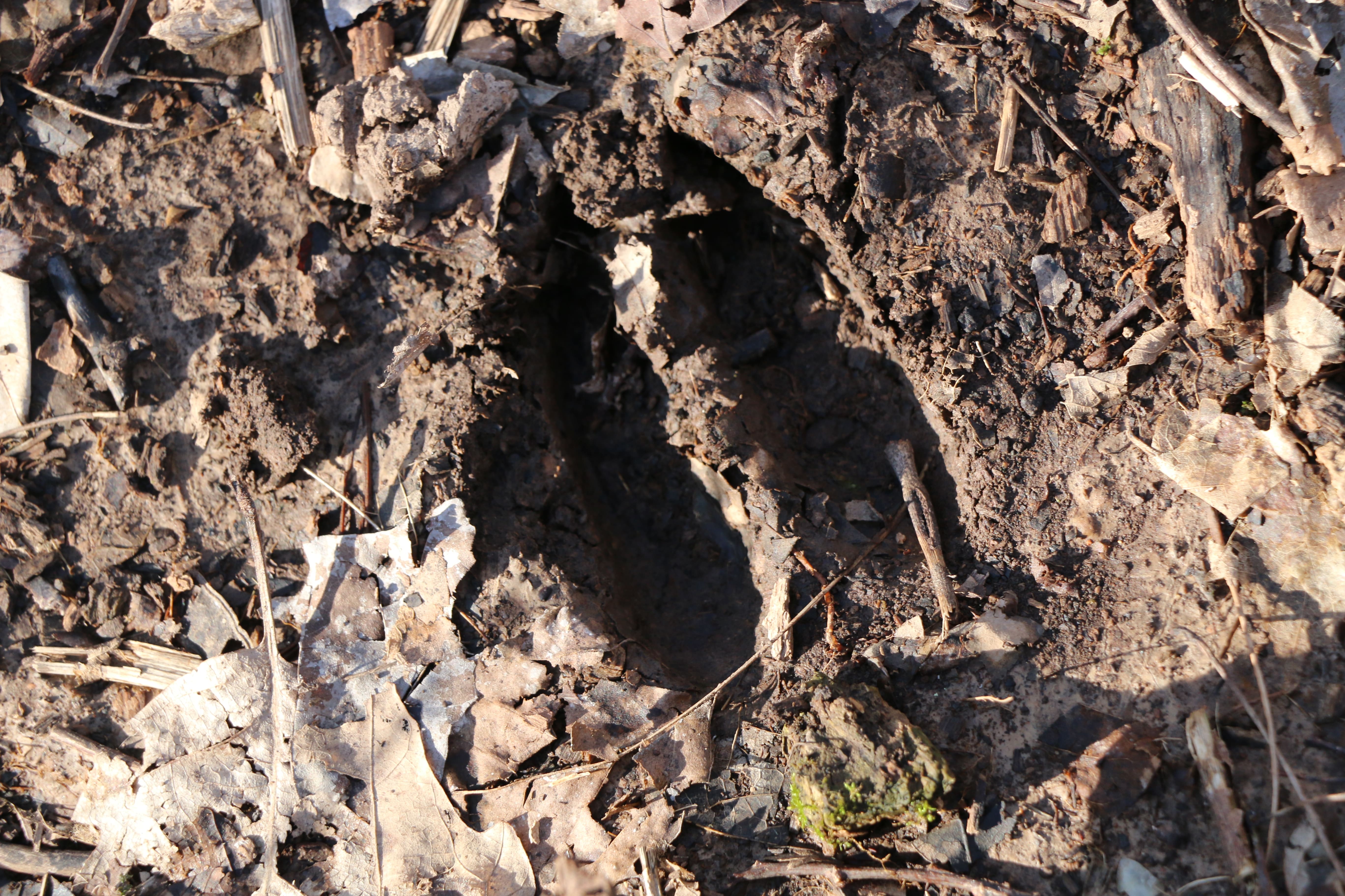 Knowing how deer traverse a property is very important.