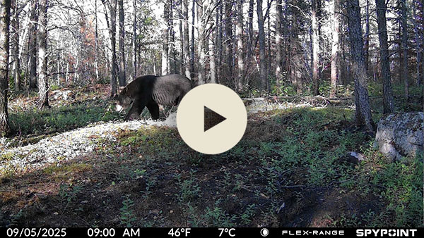 Video take by the FLEX-RANGE camera