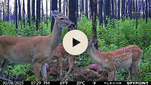 Video take by the FLEX-M camera