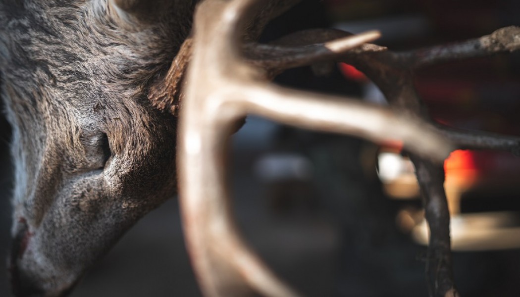 How to Evaluate Your Deer Season
