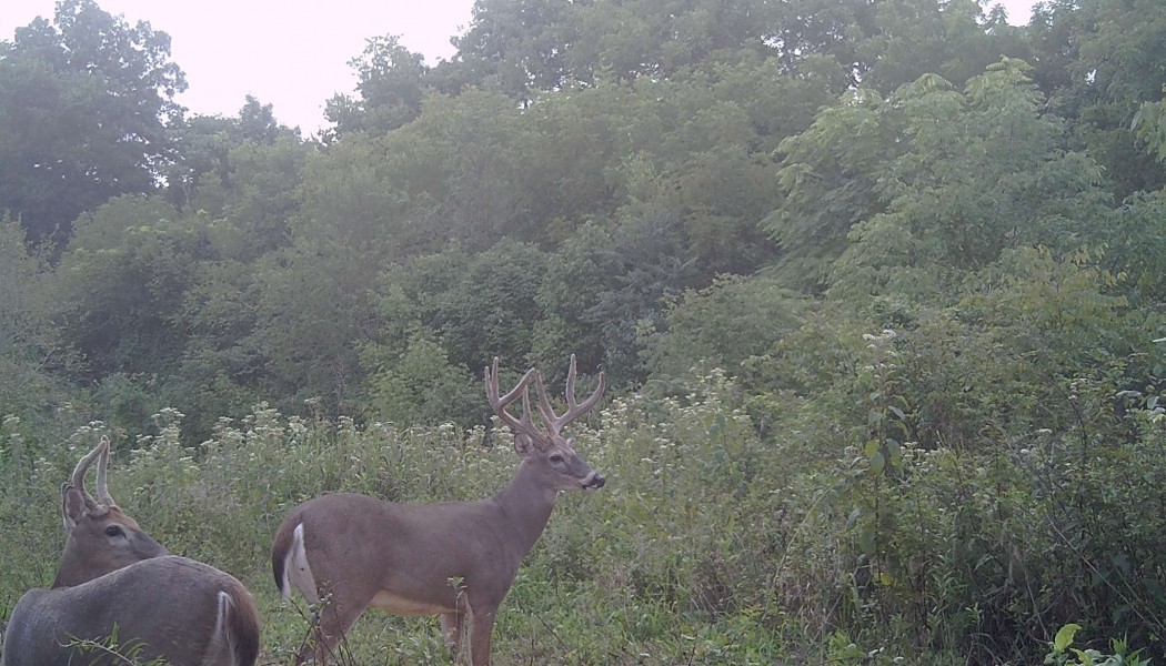 LES LE&Ccedil;ONS TIR&Eacute;ES D&rsquo;UN MILLION DE PHOTOS PRISES PAR DES CAM&Eacute;RAS DE CHASSE