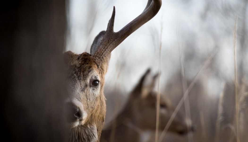 Les pires conseils de chasse au chevreuil jamais donn&eacute;s