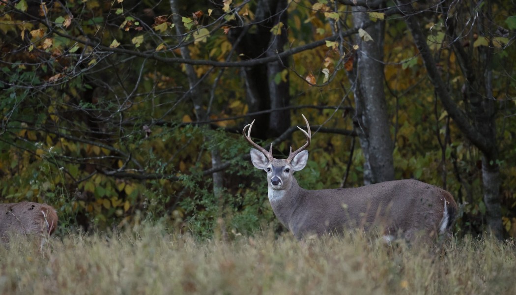 10 Conseils pour la Chasse au Cerf Avant le Rut