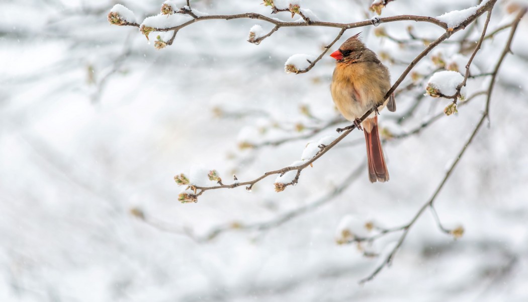 Guide pour l'observation des oiseaux en hiver avec les cam&eacute;ras de chasse cellulaires