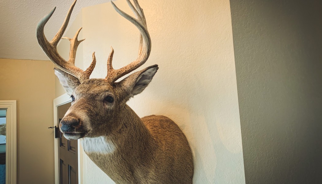 Comment choisir le bon taxidermiste?