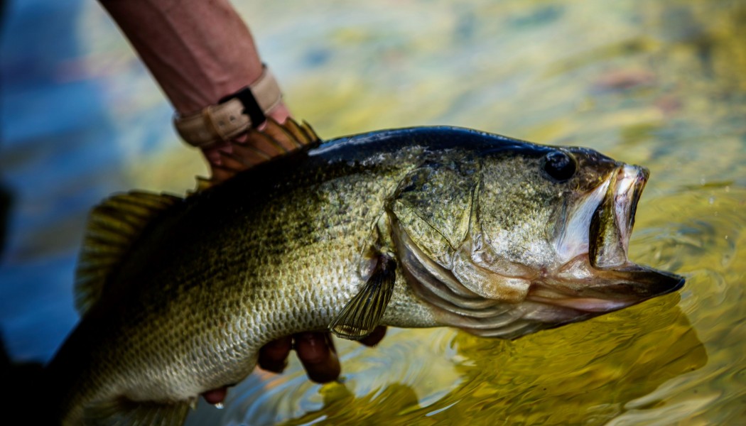 Comment attraper plus de poissons au printemps