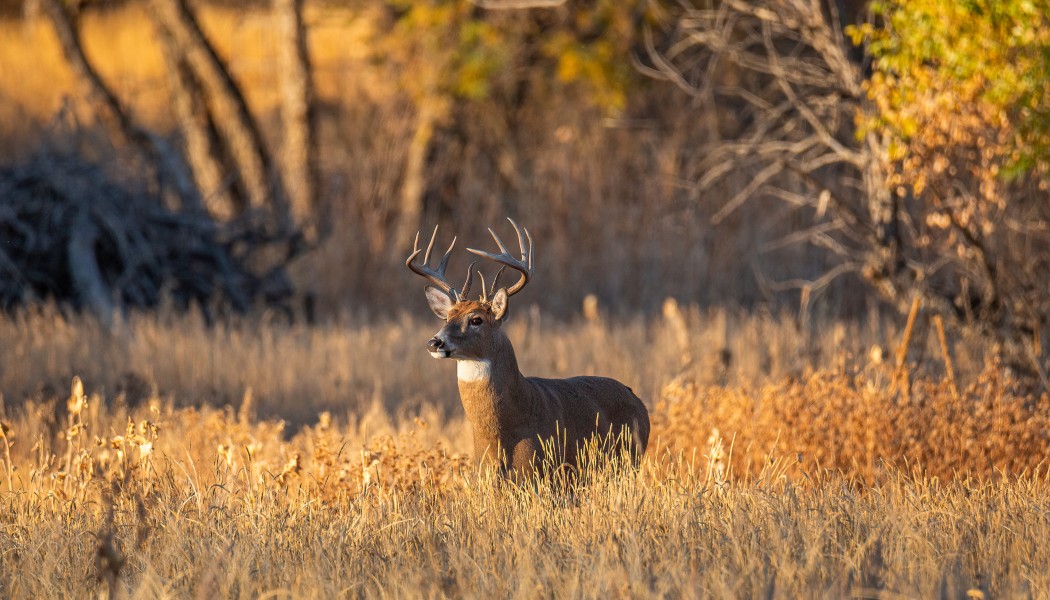 &Agrave; quoi ressemble la zone principale d'un cerf mature ?